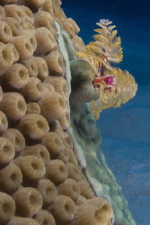 Christmas tree tube worm. 10-22 zoomed to 22. f18, 1/100,... by Jon Kreider 